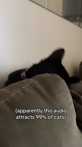 Had him concerned 😭 #toothlessthekitten #cattok #pettok #kittentok #fyp 