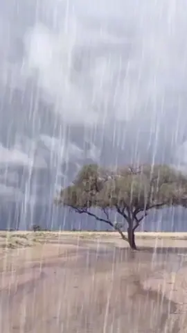 dhuka quruxda leh#dhaqandhowr1🐪 #bywillmiyi🐪🐎🐎🐑👩‍🦯✅ #hidahadhaqanka🤩🇸🇴 #wabxo💙💚🤍 #jawi_bila🌊❤️🌴 