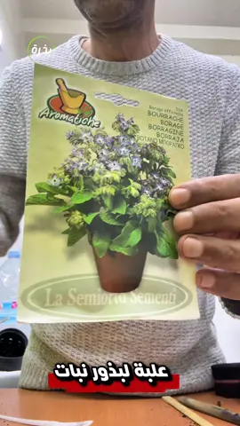 زراعة خبز النحل #bourrache  #خبز_النحل  بذور البوراج 