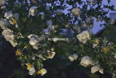 [21:15] T-Fest - встретимся завтра | я молюсь на этот кавер, если что песня вроде еще не вышла, либо вышла, но не везде #fyp #рекомендации #lyrics #музыка #recommendations 