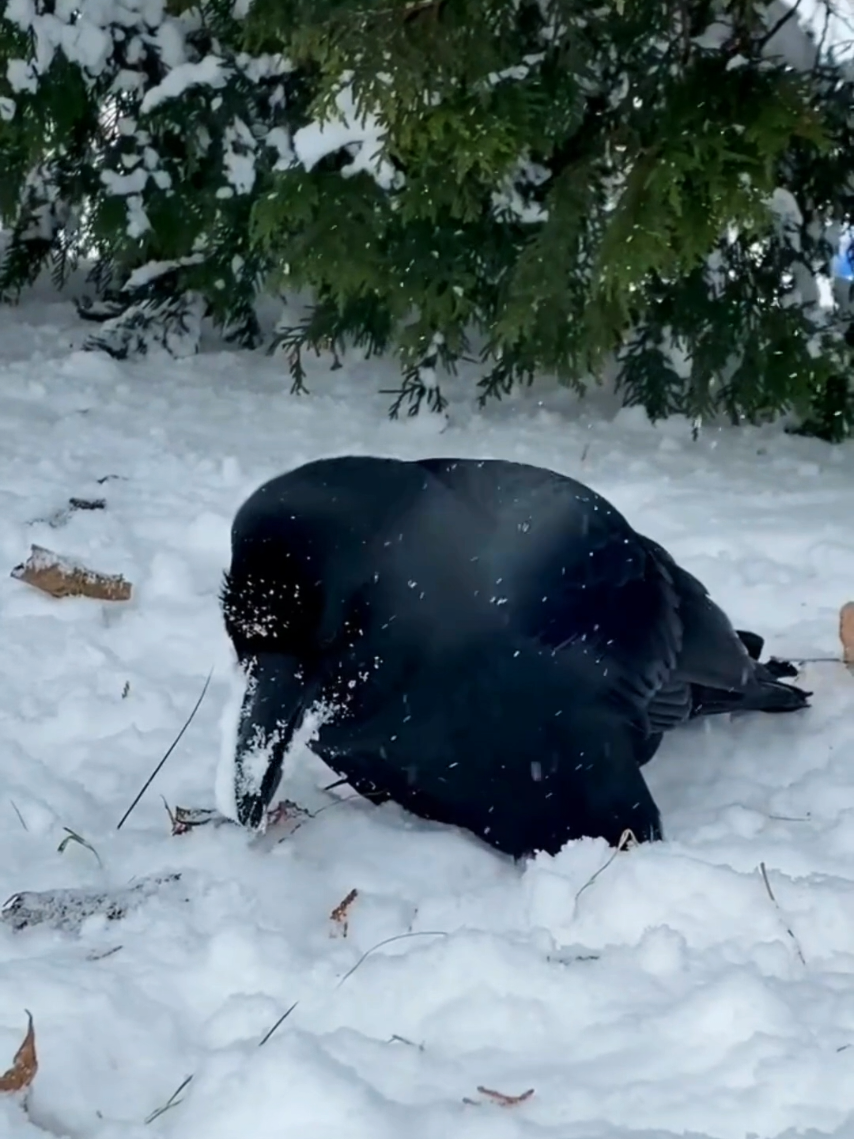قصة نبي الله سليمان عليه السلام مع طائر الغراب#الشيخ_محمد_بن_علي_الشنقيطي #نبي_الله_سليمان_ابن_داوود_ع_🤲🏻❤ #الطيور #الغراب 