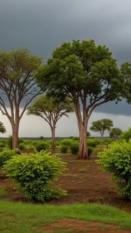 #somali #calture #baadiye 