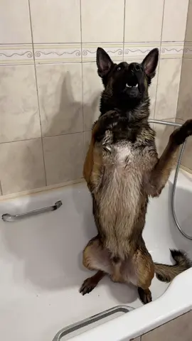 Збір на ГУР МО «Братство»🇺🇦за посиланням на монобанку в профілі 🫡 #ukraine #dogs #dog #k9 #малінуа 