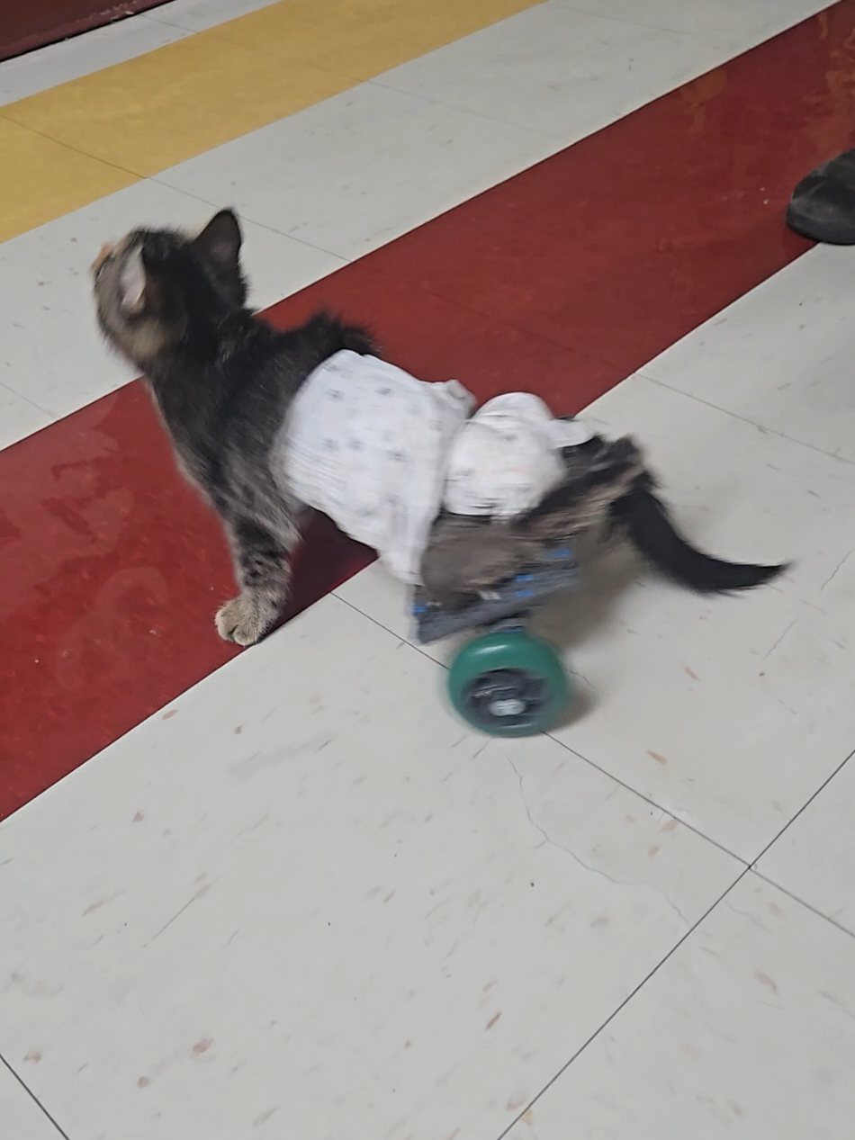 he is so full of life, and now he has a second chance❤️ #catsoftiktok #engineering #specialneedscat #fyp 