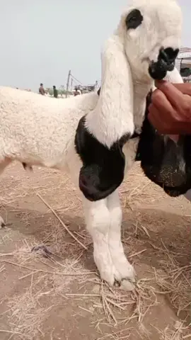 #creatorsearchinsights #kajla #trending #foryoupageofficiall #unfreezemytiktokaccount 