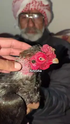 mashallah amroha breed#لاسانی_اسیل #lassaniaseel #foryou #mian 