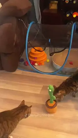 #cat #catsoftiktok #funnycats #catlover 