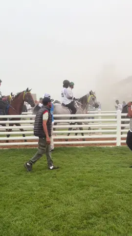 BRECHENRIDGE ZARA 🇦🇺 80KM ✅thank you ALRAMAK🤍 #خيل_وخياله🐎 #القدره_والتحمل #فارسه #المرموم #قريه_دبي_للقدره 