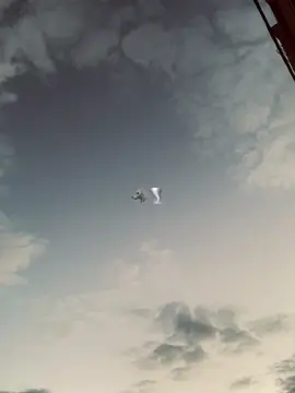 @DAK4real #dak #rapdz #wolf #algeria #explore 