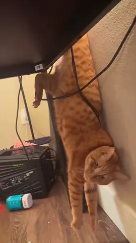 The cats stuck he needs help #catsoftiktok #cat #fyp #catlover 