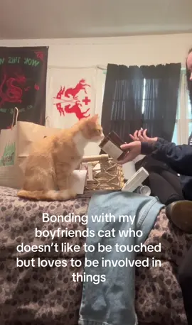 She’s the perfect little kitty  #girlcat #kitty #catsoftiktok 