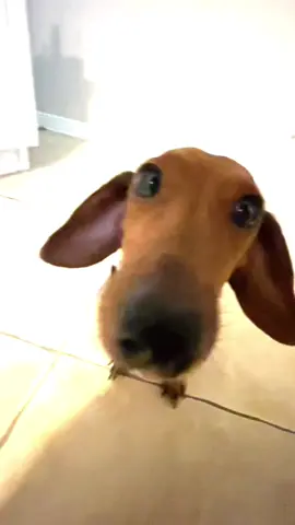Honey you’re a nice girl #dachsund 