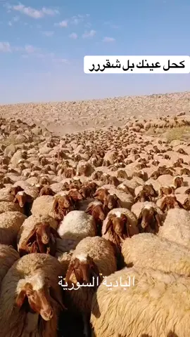 #اكسبلور #صلوا_على_رسول_الله  #ماشاءالله_تبارك_الله #الغنم🐏🐑 #البدو #متابعه_ولايك_واكسبلور_احبكم #راعي_الغنم #الباديه_السوريه #الشرقيه #الشماليه #غنم_صنف_نعيم_حلال_الخليج_الكويت_سومه_م #غنم_صنف #الغنم_غنيمه #حياة_البداوة #حياة_الريف #الجميله #ترند_تيك_توك #عرب #خاثر_غنم #سمن_غنم #راعي_الحلال #غنماتي #غنم #بارسيا #جملان #الشاهي #المواشي #غنم_الشمال #ربيع_الشمال #الربيع #الحماد_السوري #الشمال #الجزيره #الفرات #التراث #القديم #زمن_الطيبين #حنا_بدو_نقدح_من_الروس_للروس #حنا_عرب_منيعه👊 #ارحبووووو_ملايين_تردفها_ملايين_واكثر #متابعه_ولايك_واكسبلور_فضلا_ليس_امر #سوريا_تركيا_العراق_السعودية_الكويت #الخليج_العربي_اردن_عمان_مصر_تونس_المغرب #ادلب_حمص_حلب_شام_درعا_حماة #فلسطين #جدوع_الاحمد #احمد_براهيم #سعدي_البياتي #سعدون_جابر #راكان_الفاعوري #عبدالعزيز_الجبوري #عدنان_الجبوري #عتابه #مواويل #زماره_شرقاويه #اكسبلوررر #متابعه #وتعليقكم_عل_الفيديو #مصمم_فيديوهات🎬🎵 #🖤🎧 #الشعب_الصيني_ماله_حل😂😂 #العرب #ترند_تيك_توك #ترند #هاشتاق 