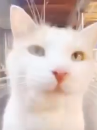 Cats #pvz #cats #plantsvszombies #meme #funny