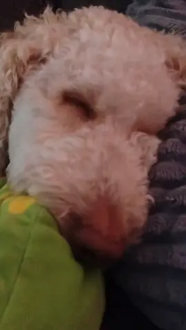 it's rough being a #dog #doodle #all 