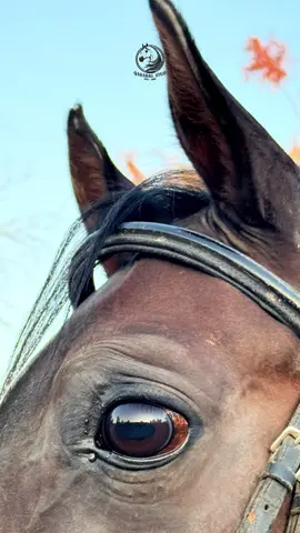 😍🤎ماشاءالله #foryoupage #fyp #viral #foryou #tiktok 