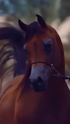 #حفرالباطن_الان #اكسبلورexplore #خيل #خيل_وخياله🐎 