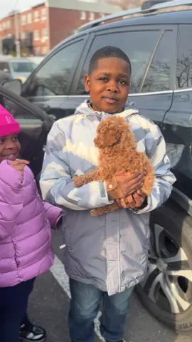 Congratulations on the new pup, (puppy was nervous welcoming him into a new environment)@Diane 🩷 #fyb #NYCPuppies #minipoodle #SmallDogBigHeart #BrownPoodle 