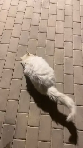 #قطط_كيوت #قطط_للتبني #بدون_هشتاق  الاسم:جاكور العمر:تقريبا سنه شعره كثيف مودب جدا يستاذن قبل يدخل اذا جا ياكل يوقف على رجولك ام تركيه عيونها ملونه واب شيرازي  المكان:ابها(خميس مشيط)