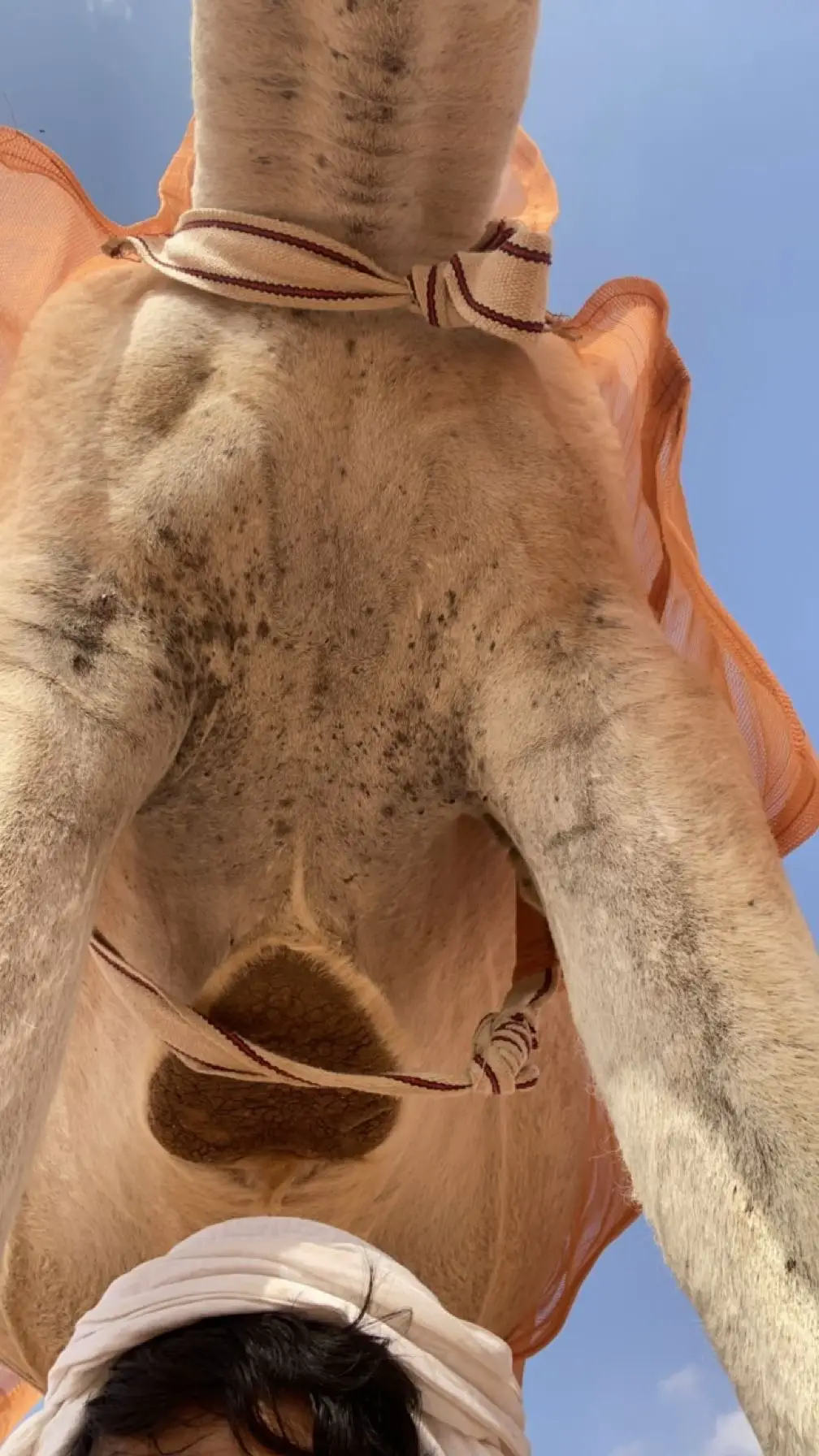 #رماح #عطايا_الله #كسبلور #مهرجان_الملك_عبدالعزيز_لمزاين_الابل7 #سلطان_السبيعي 