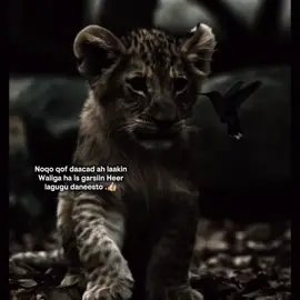 Noqo qof dacad ah Lkn ___🥺👍🏽 #videoviral #foryou #viral_video #foryoupage #tiktok 