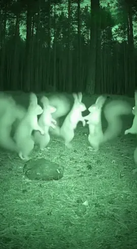 #лезгинка #белки #танцуют 