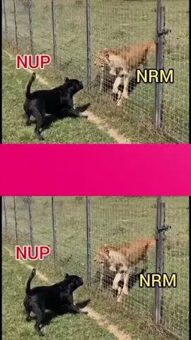 #therealugmedia #foryoupageofficiall #ugandatiktokers 