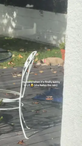 after having not able to go outside for days, Lily finally gets to sunbathe ☀️