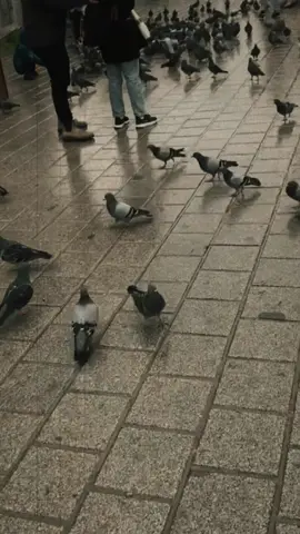 #الشعب_الصيني_ماله_حل😂😂 #الانبار_موصل_بغداد_اربيل_كل_المحافظات #مشاهير_تيك_توك_مشاهير_العرب_مشاهير_العرب_العراق ##تركيا🇹🇷اسطنبول 