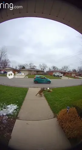 Walkdowngang#liljeff #sora #soraai #monkeys #drill 