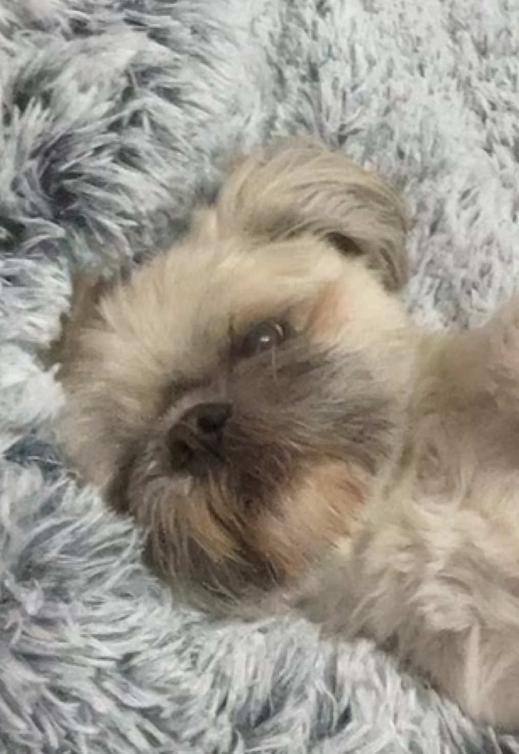 i don’t want to expose him to the internet 