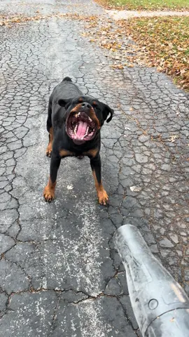 #bigdog #rottweiler #rottie #dogs #crazydog 