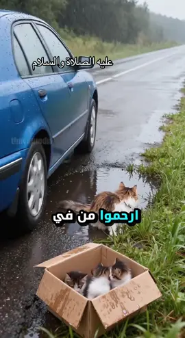 الرحمة#alwazancattery #الرحمة_بالحيوان #