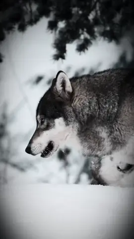 Yarını belli olmayan bir dünyada, fırıldak gibi dönmeye gerek yok! Dürüst olmak yeter..