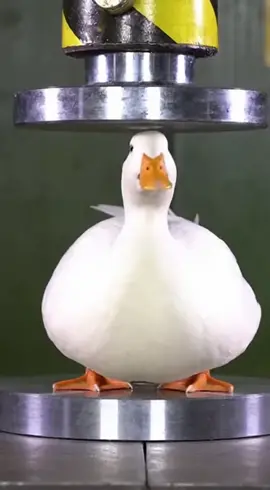 Duck get pressure #ai #satisfying #crushed #hydrolicpress #asmr 