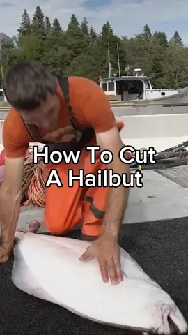 This is how you fillet a halibut! These are some of the best eating fish in the ocean. Comment if you've ever filleted a fish this big 🐟 #maine #interesting #fishing #seafood #commercialfishing #lobster #lobsterfishing #halibut