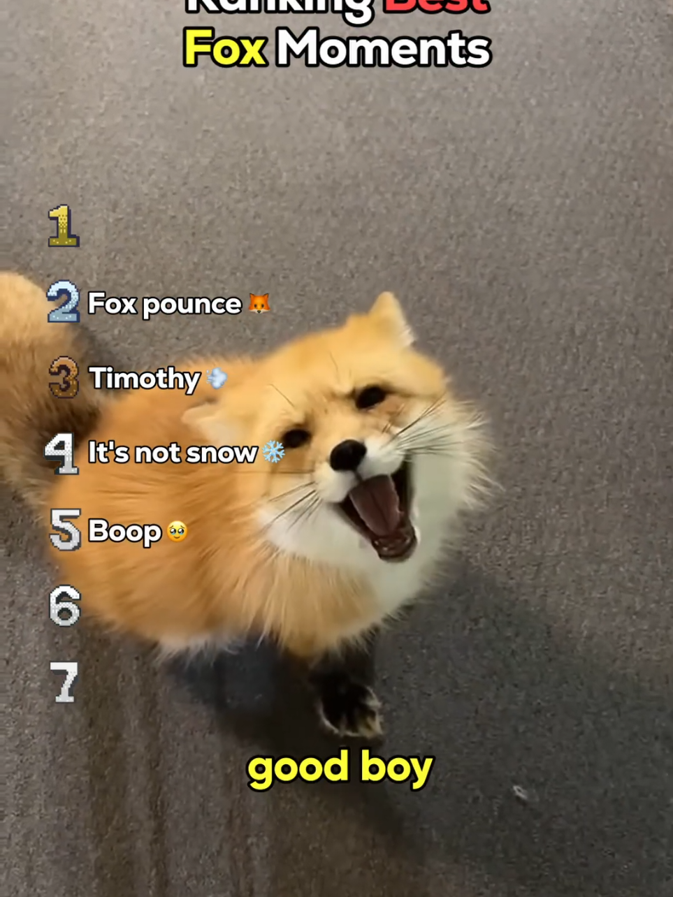 Ranking Best Fox Moments#funny #funnymoments #ranking #top5 