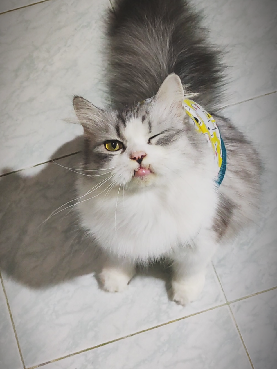 น้องมูมู่  #บ้านน้องเหมียวมูมู่ #mumucatfamily #capcut #catsoftiktok #น้องเหมียวมูมู่ 