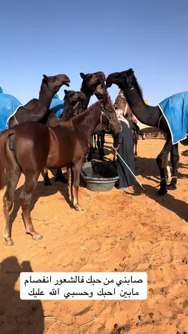 #الحدود_الشماليه 