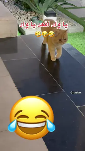 #ضحك #تيك_توك #الشعب_الصيني_ماله_حل😂😂 #الشعب_الصيني_ماله_حل #اكسبلورexplore 