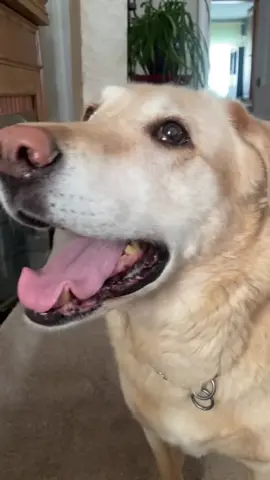 #onthisday RIP buster you did not ever have a single thought in your head #dog #fyp 