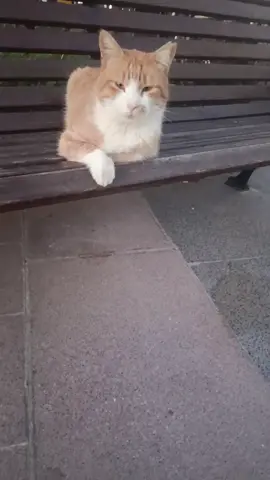 #هيبة مياو #اسطنبول🇹🇷 