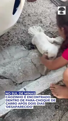 Cãozinho é encontrado dentro de para-choque de carro após dois dias 'desaparecido' Uma família de Pouso Alegre, Sul de Minas, viveu momentos de desespero após o desaparecimento do cãozinho de estimação. Eles não imaginavam que o pequeno Lucky estivesse tão perto, escondido dentro do para-choque do carro do casal. A família divulgou um cartaz nas redes sociais avisando do desaparecimento de Lucky e oferecendo recompensa de R$ 700 para quem tivesse informações do animal. O Terra do Mandu recebeu o vídeo que mostra o tutor resgatando o cachorro da raça Shih-Tzu, nesta quinta-feira (20/11). O gerente operacional, Allyson Pereira, conta que Lucky está há cinco anos na família e é a paixão da filha do casal, de 8 anos de idade. Allyson lembra que na terça-feira (18/11) colocou ração para o Lucky e saiu para trabalhar. A esposa saiu de carro durante a manhã e ao voltar, não viu mais o cachorro. Então, começaram as buscas. Pelas câmeras da casa, eles viram que Lucky havia entrado embaixo do carro. Allyson conta que olhou no motor e embaixo do veículo várias vezes, mas não o encontrou. Depois de dois dias sem ter notícias do Lucky, Allyson tentou consolar a filha. Ele a levou para passear e tomar açaí em uma lanchonete, neste feriado. Aí que eles tiveram a surpresa! Eles estavam em uma mesa na rua, perto do carro, quando uma mulher passou com um cão parecido com Lucky, na rua. A menina gritou chamando: Lucky! De repente pai e filha ouviram o choro de um animal. Allyson percebeu que o choro vinha do carro e ao abaixar para procurar, viu parte do rabo de Lucky atrás do local do farol de milha. Ao arrancar a tampa do para-choque, a cara do cãozinho apareceu! O tutor tentou puxar o cão e falou 