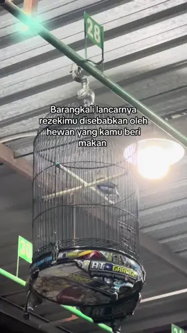 Sehat sehat dek #VERO 🥰 #at16garage #gasblonkteam #lovebird #lovebirds #lovebirdmania #lovebirdmaniaindonesia #lovebirdfighter #lovebirdkonslet #gudanglovebirdprestasi #kicaumania #kicaumaniaindonesia #fyp #CapCut #gantangan #gacoran #burung 