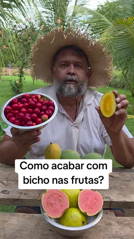 O tanino que tem no caroço do abacate tem ação inseticida e repelente e vai deixar suas frutas sem bicho aí. Vem comigo. #agro #roça #interior #campo 