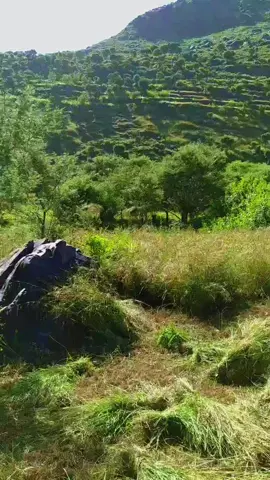 #اليمن_صنعاء_تعز_اب_ذمار_عدن_وطن_واحد #متابعه_ولايك_واكسبلور_احبكم 