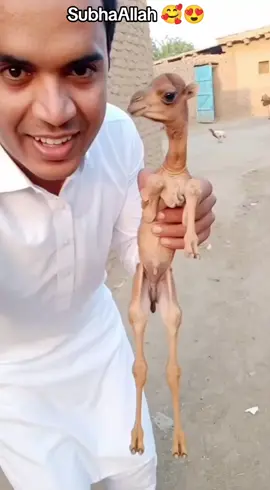 #videooftheday #vlogging #trendingvideo #islam #islamic_video 