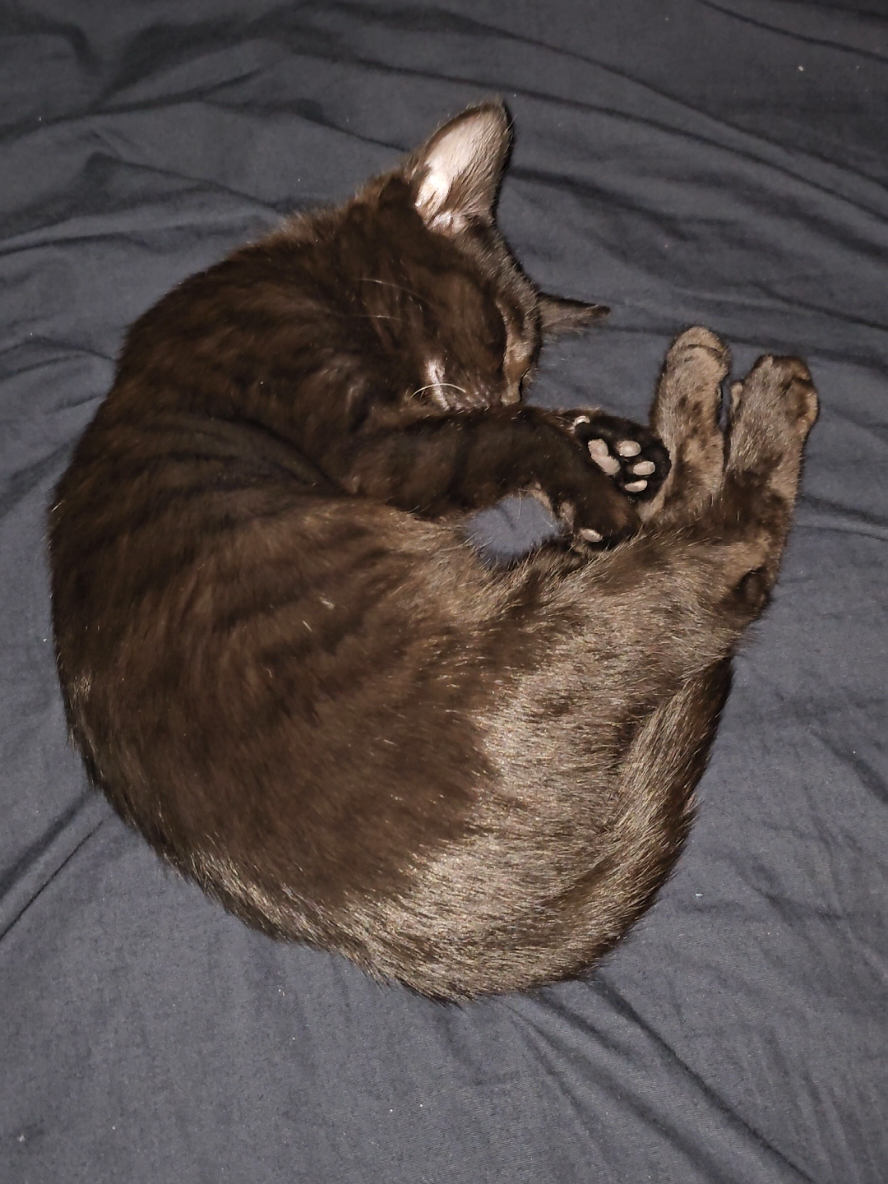 im gonna need EVERYONES advice, best sprays / powders for the apartment, what to do step by step, if I need to save up for an exterminator, its everywhere 😭😭 im freaking out, vet appointment isn't till monday😭😭😭 #sleepycat #blackcat #kittensoftiktok #catsoftiktok #kitten 