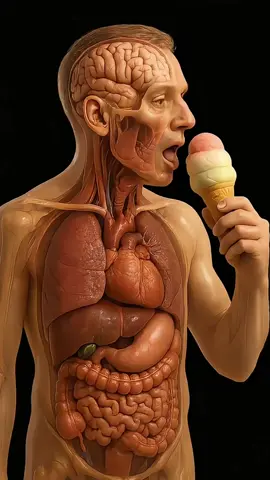 what happens when you eat ice cream 🍦##healthtips #foodfacts#3dvisual #animation #graphicsdesign 