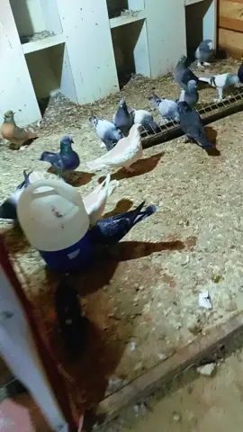 🕊️🕊️🕊️🥀 #adanagüvercinleri #adanagüvercinleri #keşfet 